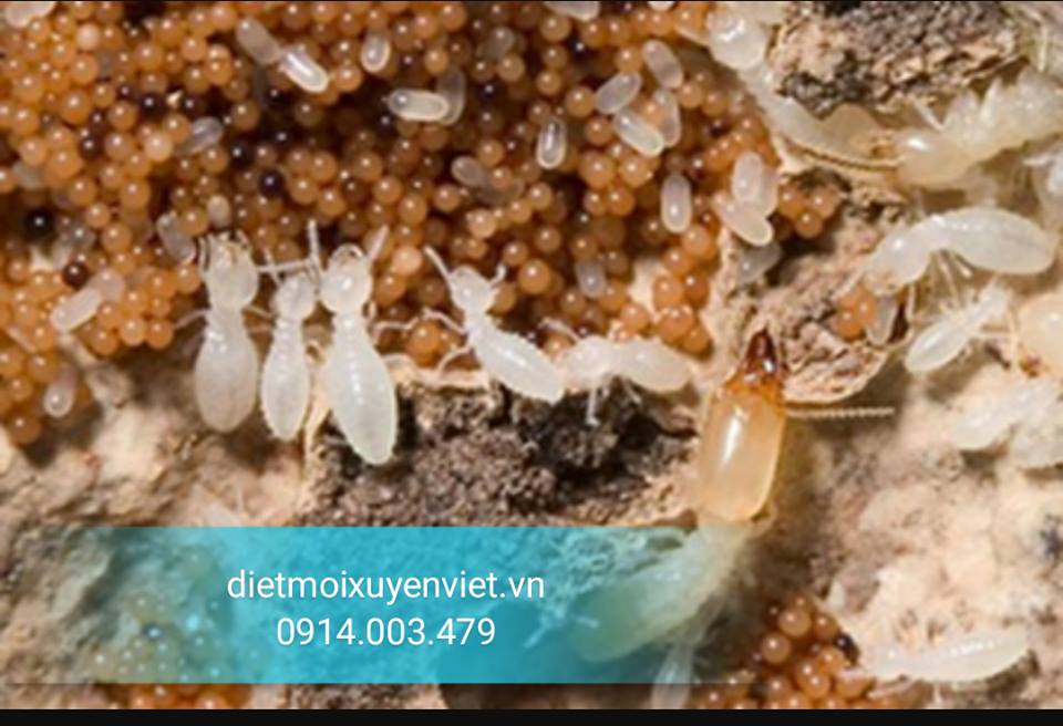 Phương pháp diệt mối tận gốc theo phương pháp lây nhiễm mới